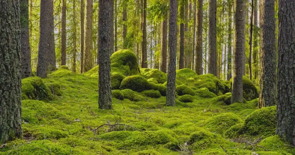 In a dense coniferous forest, sunlight streams through straight pine trunks onto a forest floor blanketed in bright green moss. The moss forms rolling, cushion-like mounds, giving the ground a surreal, almost magical appearance amidst the quiet woodland.