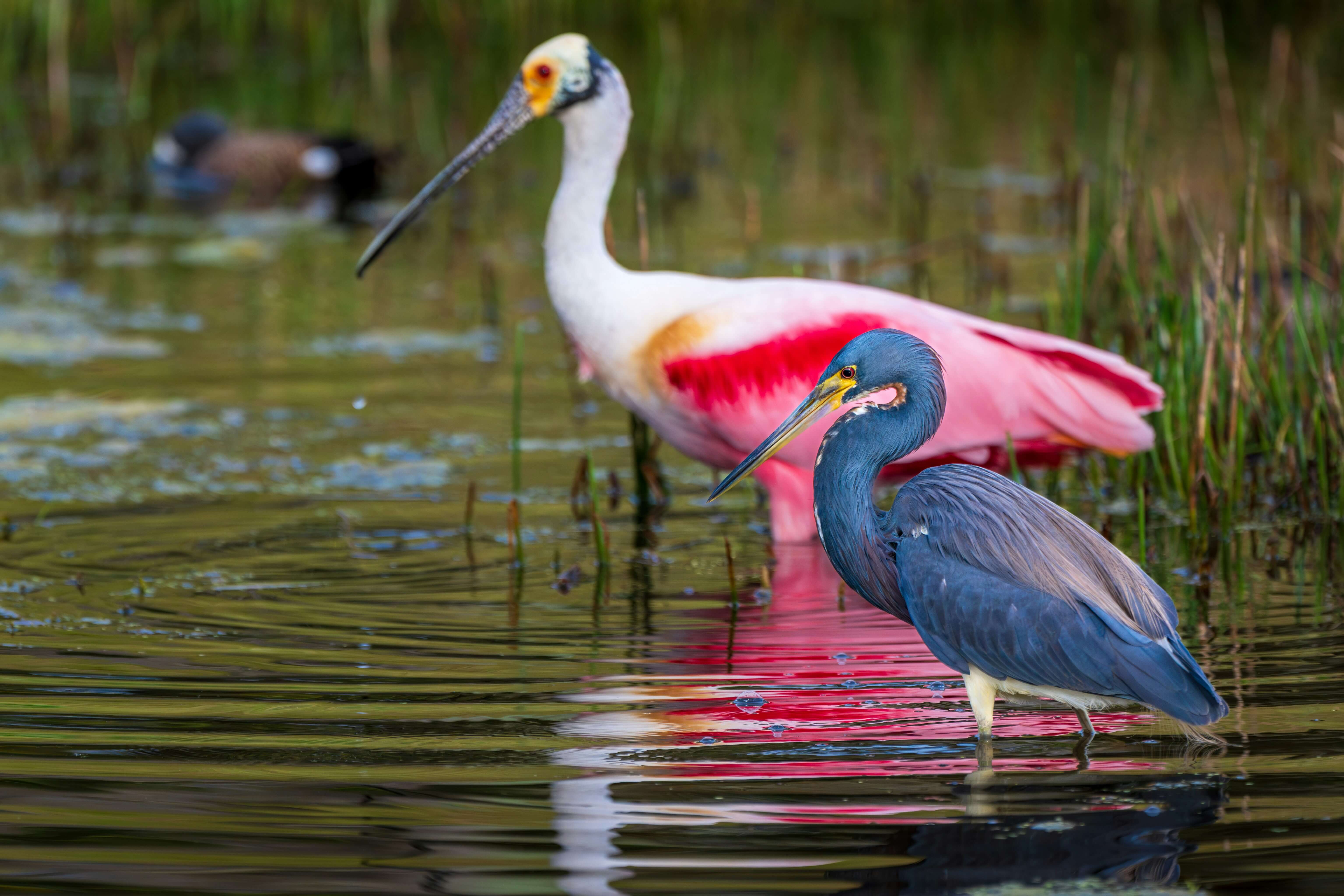 Two colorful wading birds, a roseate spoonbill and a heron, standing in shallow water surrounded by reeds and reflections.
