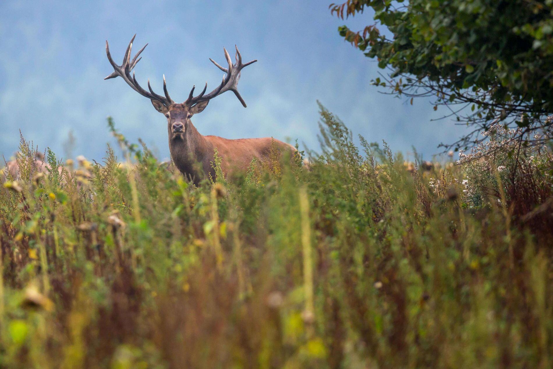 背の高い草や野生の植物が生い茂る野原に、大きく枝分かれした角を持つ雄々しいアカシカの雄鹿が注意深く立っている。背景には青く霞んだ森が描かれ、静謐で野性的な雰囲気が鹿の存在と自然の森の生息地を際立たせている。