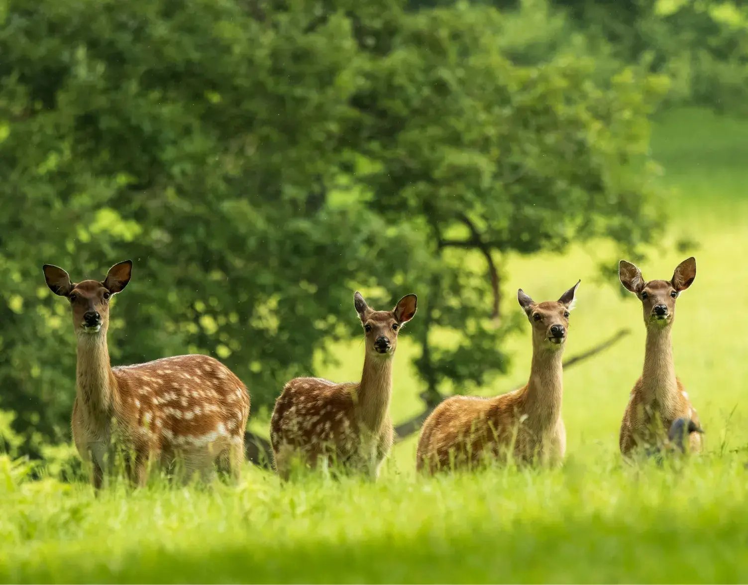 Four spotted deer stand alert in a lush green meadow near a leafy tree. The group includes a mix of does and young bucks with small antlers, all facing forward. Sunlight filters through the trees, casting a warm glow on the scene and highlighting the deer's dappled coats.