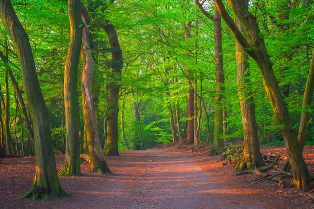Highgate Wood in London with tall trees, vibrant green foliage and a sunlit woodland path, showcasing an ancient urban forest rich in biodiversity.