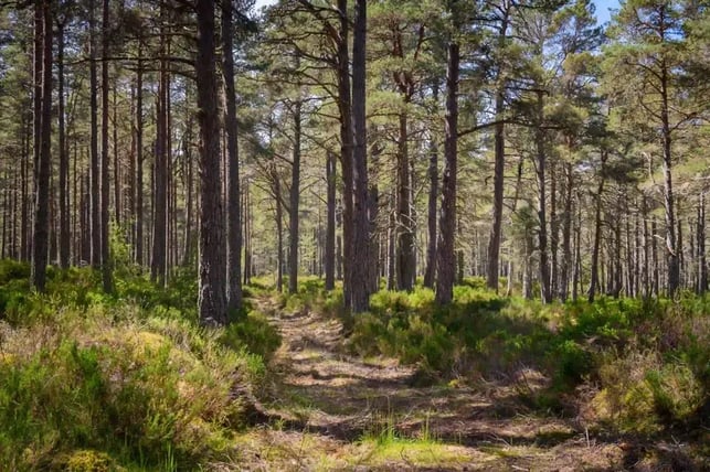 Ancient Caledonian Forest in Abernethy, Scotland, featuring tall pine trees, lush green undergrowth and a sunlit woodland path rich in biodiversity.