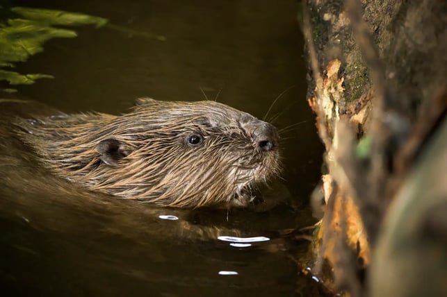 Close‑up of a European beaver swimming in water beside a tree trunk, showing its wet fur, whiskers and natural habitat.