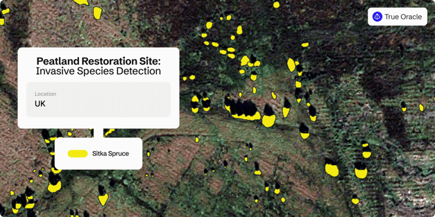 Satellite view of a peatland restoration site in the UK, with highlighted yellow patches marking invasive Sitka Spruce detections. A label displays the site name and a 'True Oracle' tag appears in the top-right corner.