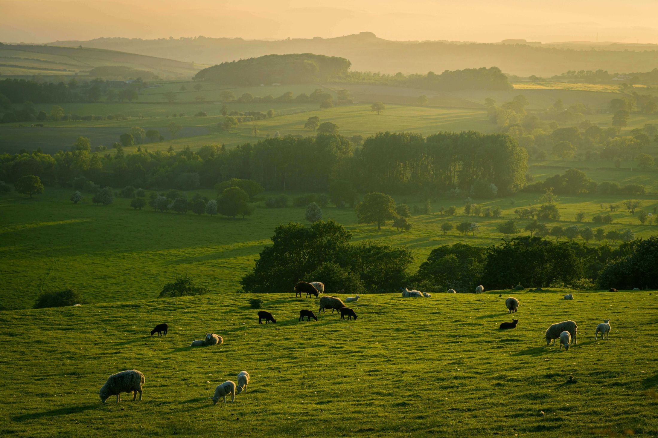 Sheep graze on a rolling green hillside at sunset, with golden light casting long shadows across the pasture. In the distance, layers of fields, forests, and hills fade into a soft haze, creating a tranquil rural landscape.