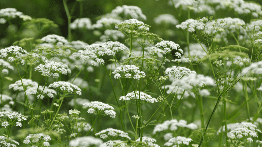 A dense patch of flowering cow parsley (Anthriscus sylvestris) with clusters of small white blossoms atop tall green stems, set against a blurred green background, indicating a natural meadow or woodland edge in spring or early summer.