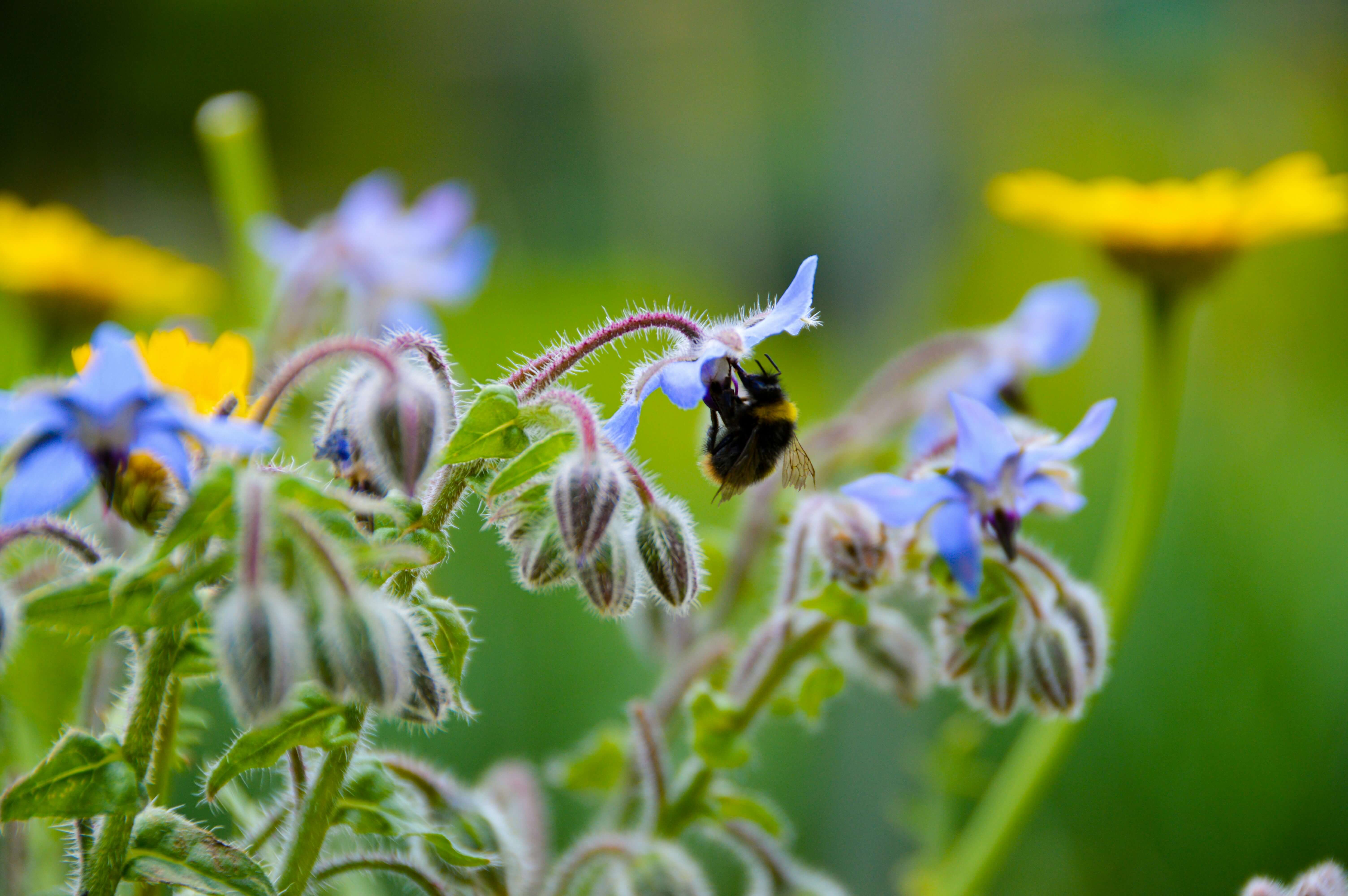 A close-up of a bumblebee feeding on a delicate blue borage flower in a vibrant wildflower garden. The fuzzy stems and buds are clearly visible, with yellow flowers blurred in the background. The image captures pollination in action, highlighting the importance of bees in ecosystems.
