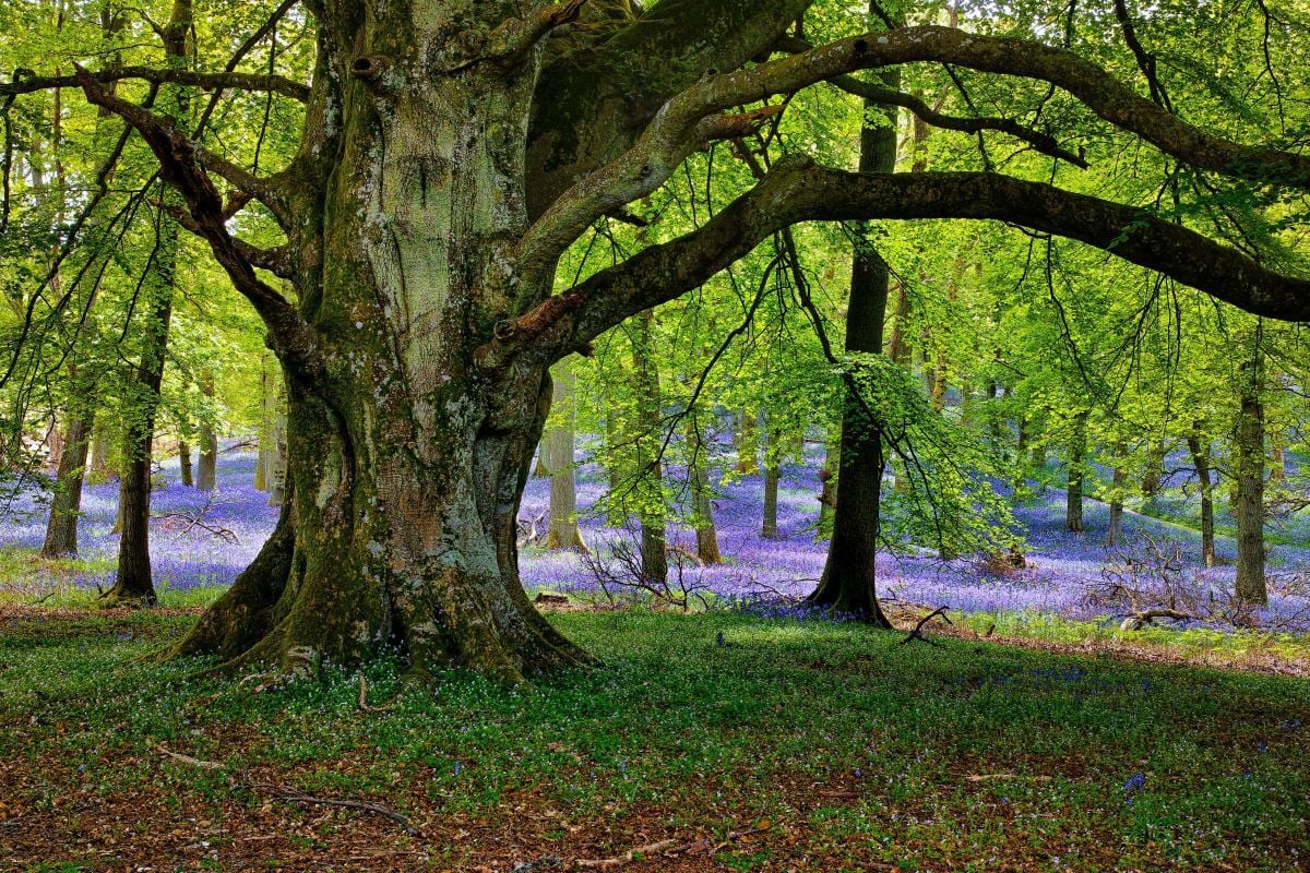 A large, old tree with sprawling branches in a serene forest clearing, surrounded by green foliage and fallen leaves, with a river visible in the background.