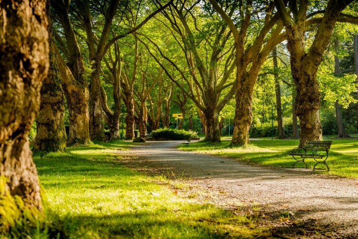 A sunlit park path winds through a tunnel of tall, leafy trees casting dappled shadows on the ground. Lush green grass lines both sides of the path, creating a peaceful and inviting woodland scene. The light filtering through the canopy gives the image a warm, tranquil atmosphere.