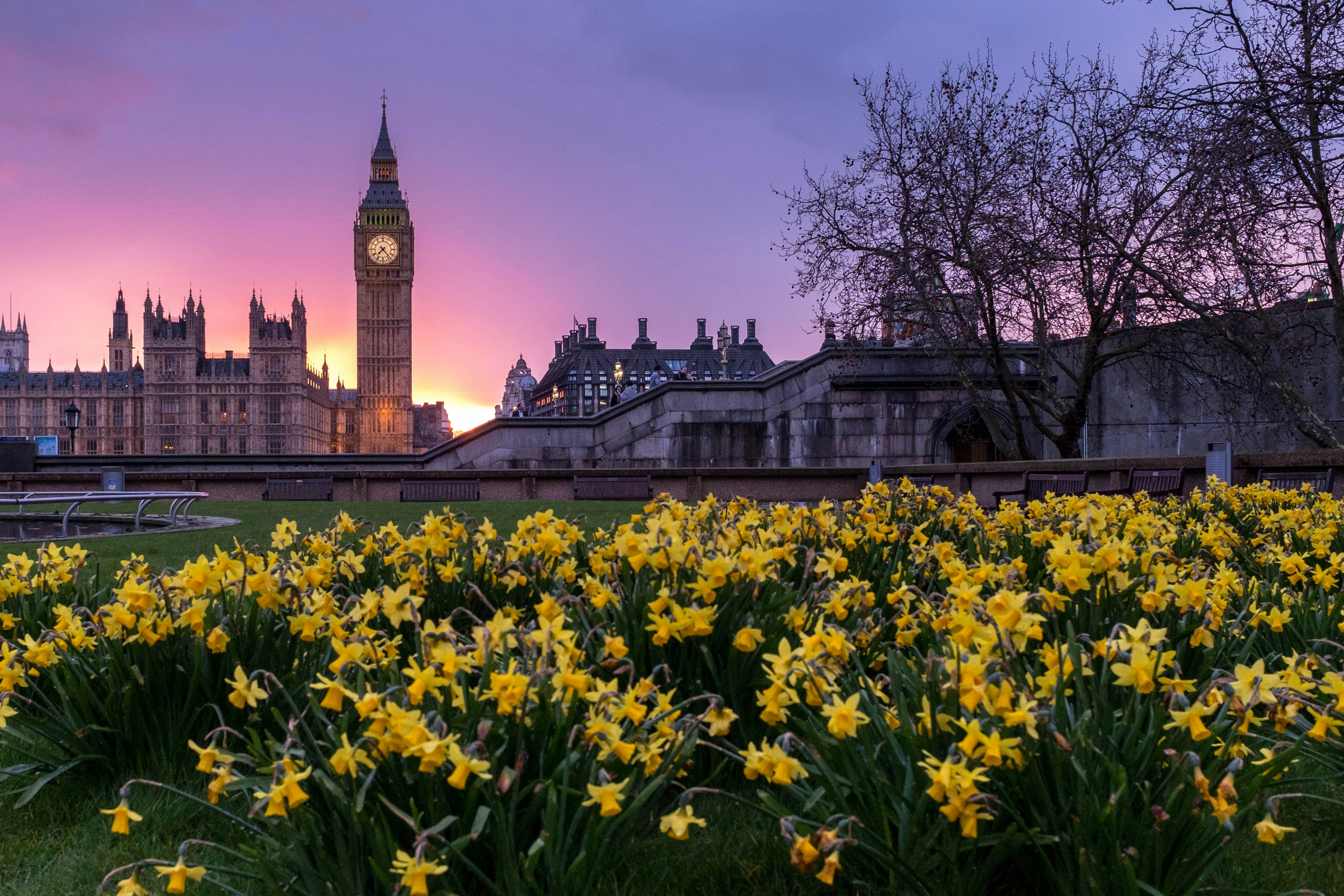 A scenic view of the Palace of Westminster in London at sunset, with Big Ben illuminated in the background. In the foreground, a vibrant bed of yellow daffodils blooms beneath a pink and purple sky, while a bare tree adds contrast to the springtime scene.