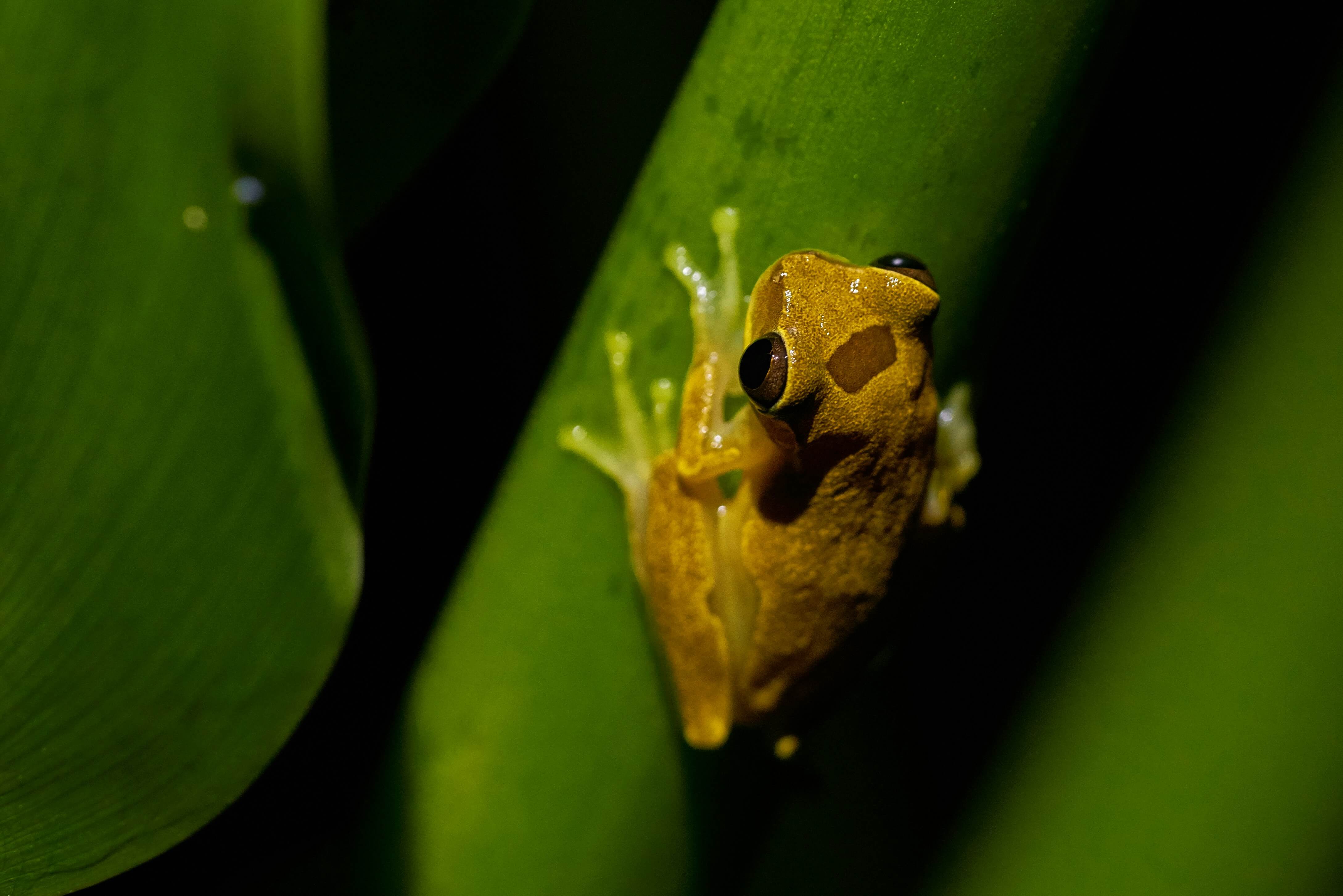A small yellow frog with big black eyes clings to a green plant stem, with its toes spread out and body lit against a dark background.
