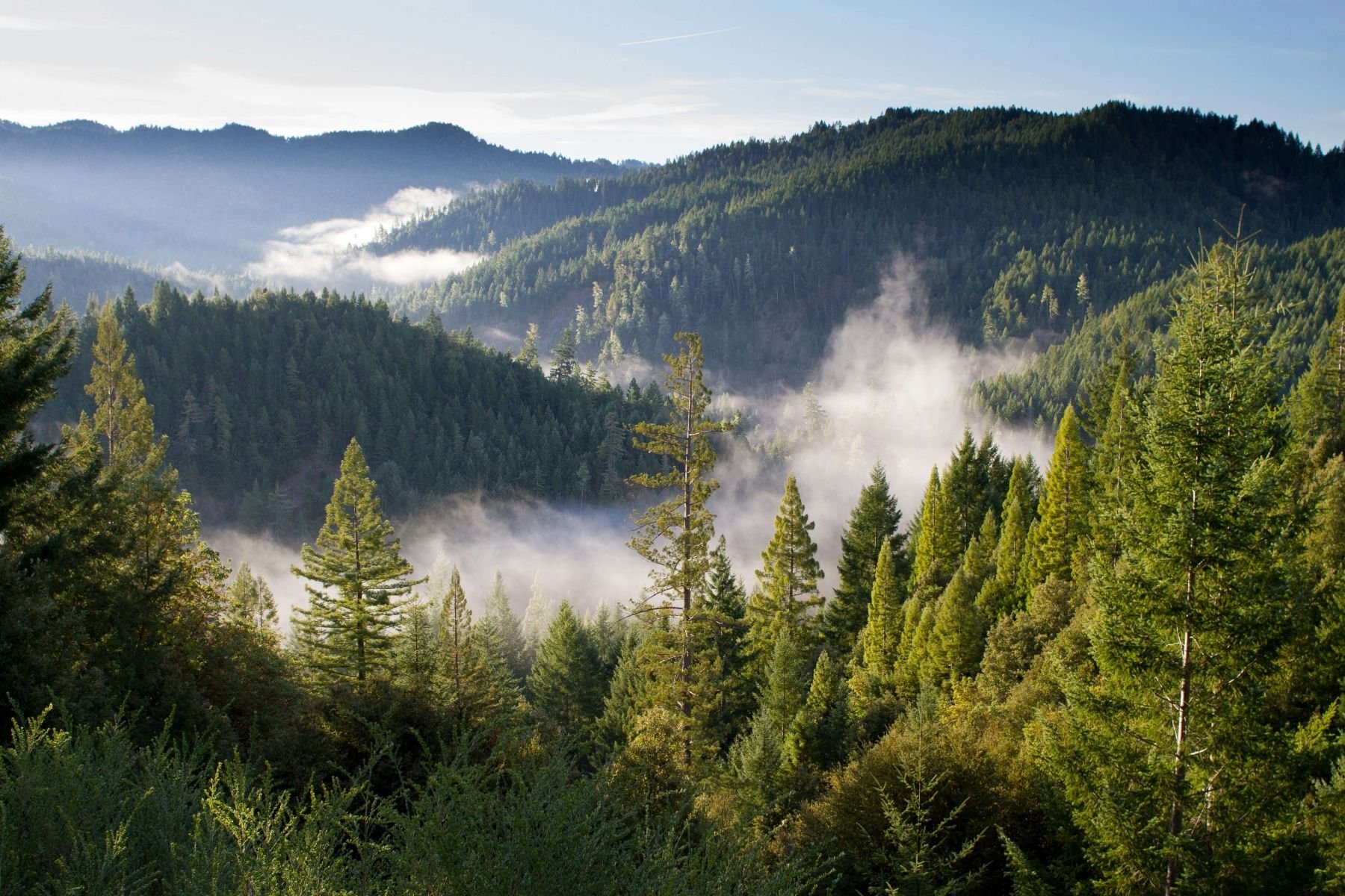 Lush coniferous forest covering rolling mountain slopes with early morning mist rising through the trees. Sunlight filters in from the side, casting a soft glow over the foggy valley, highlighting the dense greenery.