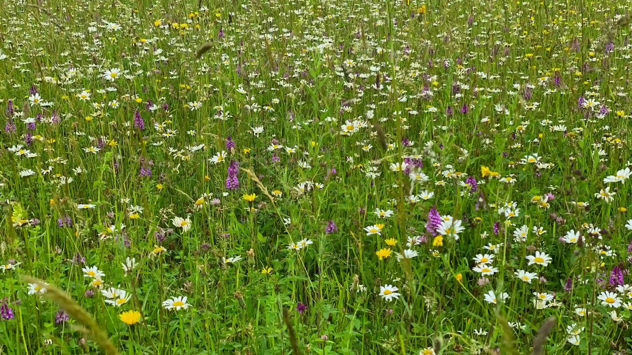 Wildflower meadow in full bloom with daisies, orchids and yellow flowers, showcasing rich biodiversity and vibrant natural grassland habitat.