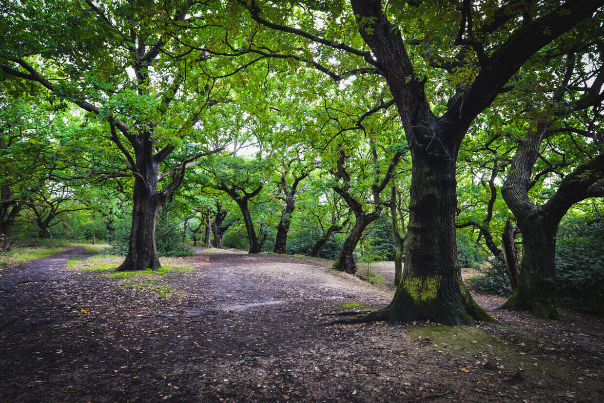 Epping_Forest_Greater_London