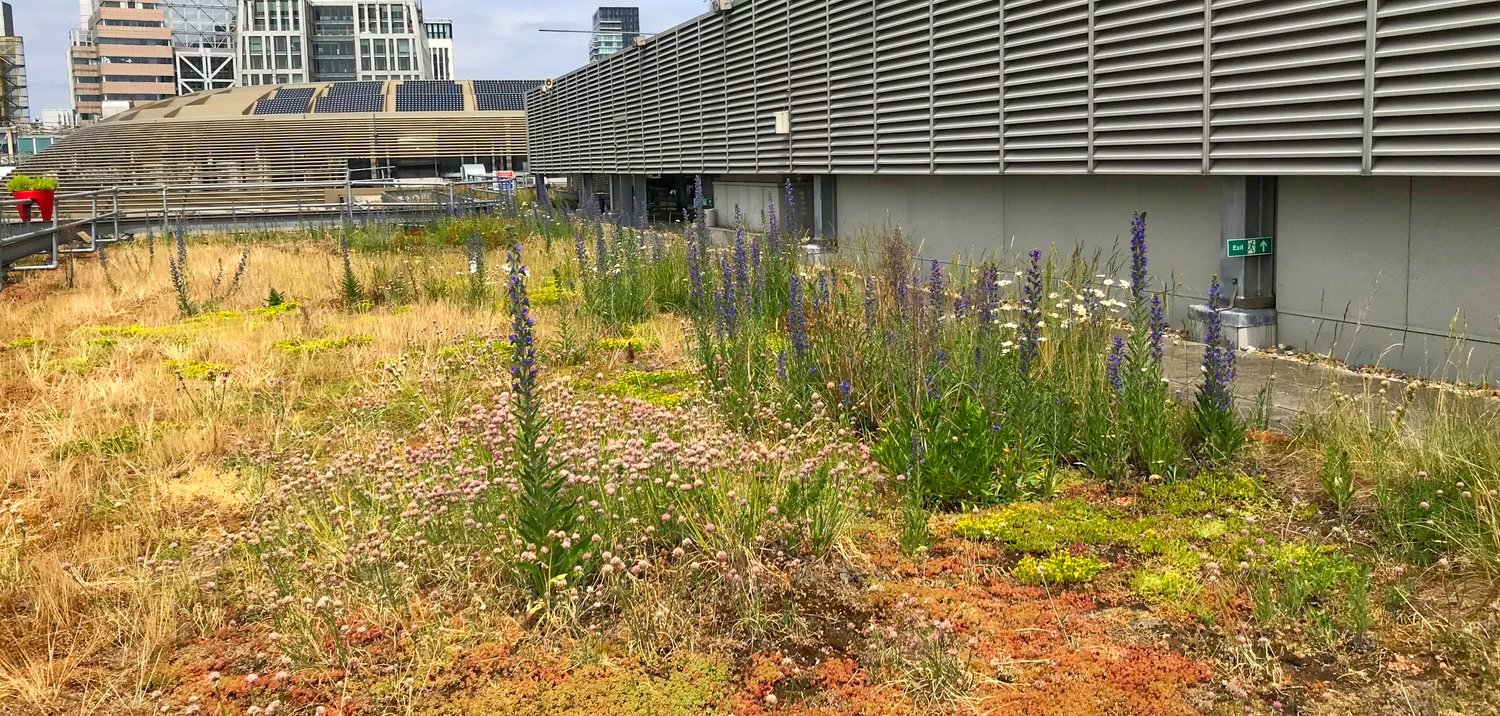Why Green Roofs are Vital Components of Urban Biodiversity