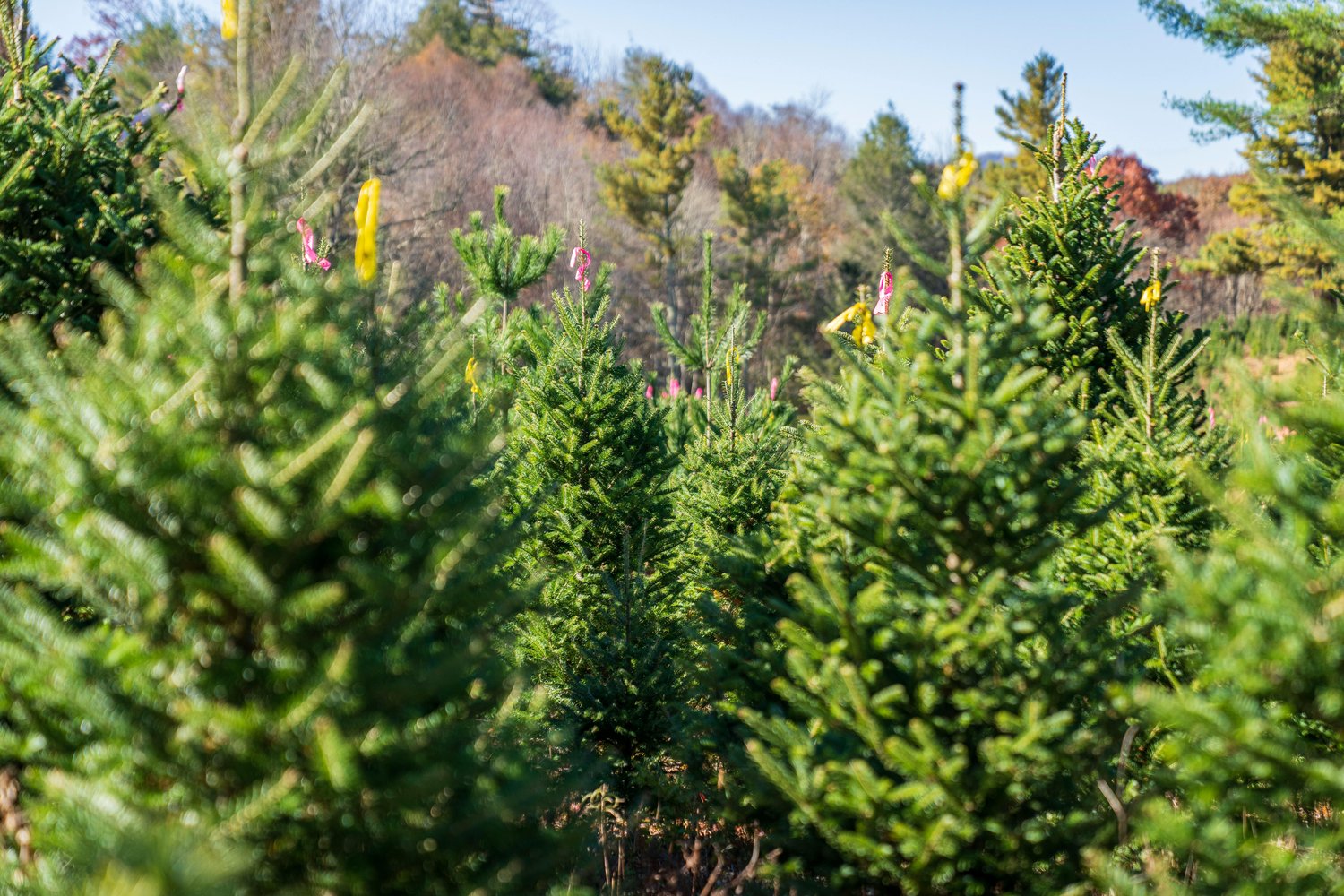 To Tree or Not to Tree? How to Celebrate Sustainably This Holiday Season