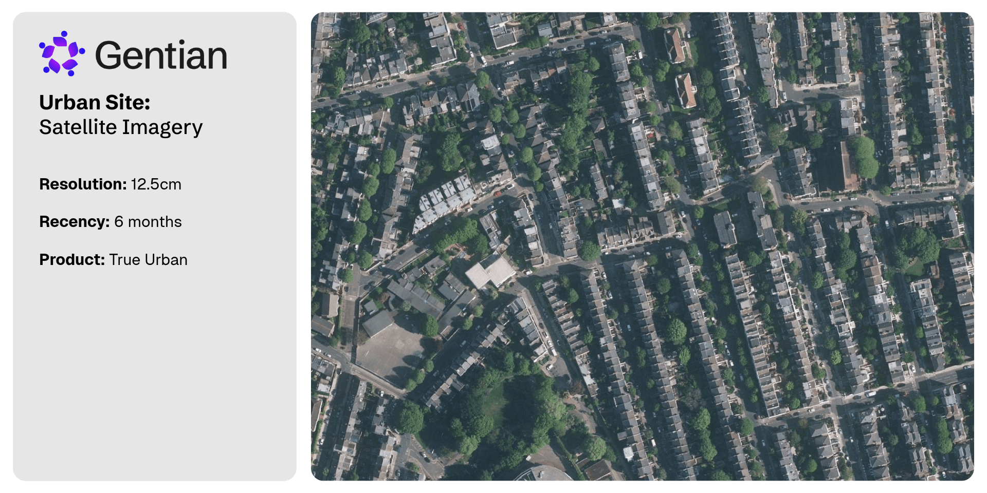 Services Pages Graphics-3-Tree Survey