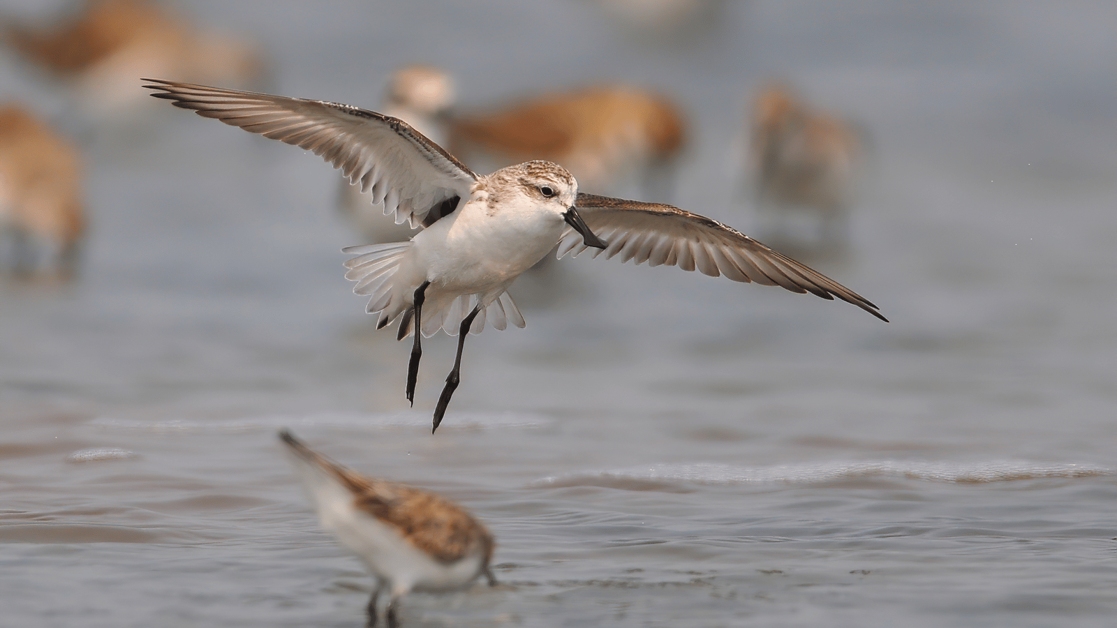 World Migratory Bird Day: Safeguarding the Journeys that Bind Ecosystems
