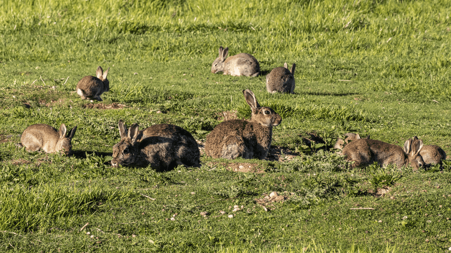 What Did the Romans Ever Do for Us? A Look at Their Impact on Biodiversity