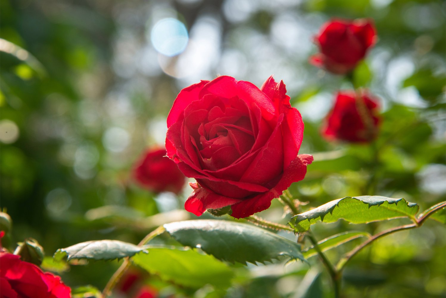 Roses Are Red, Violets Are Blue – Could Your Bouquet Harm Nature Too?
