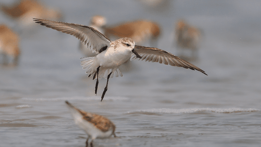 World Migratory Bird Day: Safeguarding Journeys and Ecosystems
