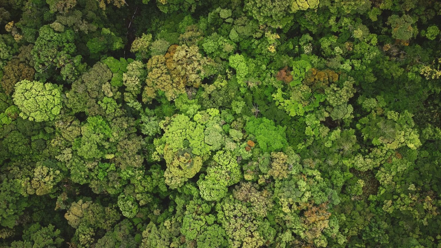 mario-scheibl-i9DnFeTXNkE-unsplash (1) (1)-2