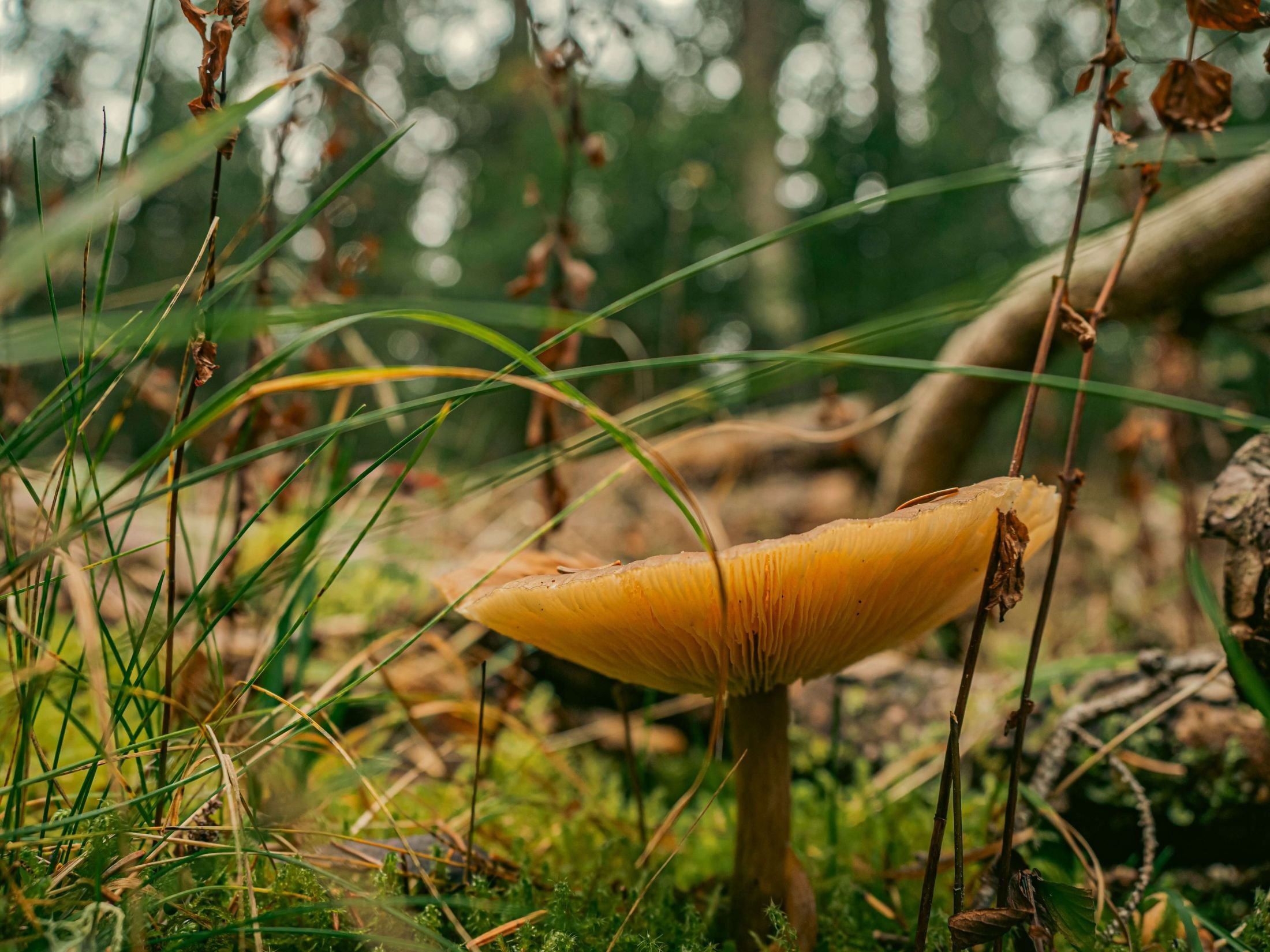 neil-macc-COcF_5cewN0-unsplash (1)