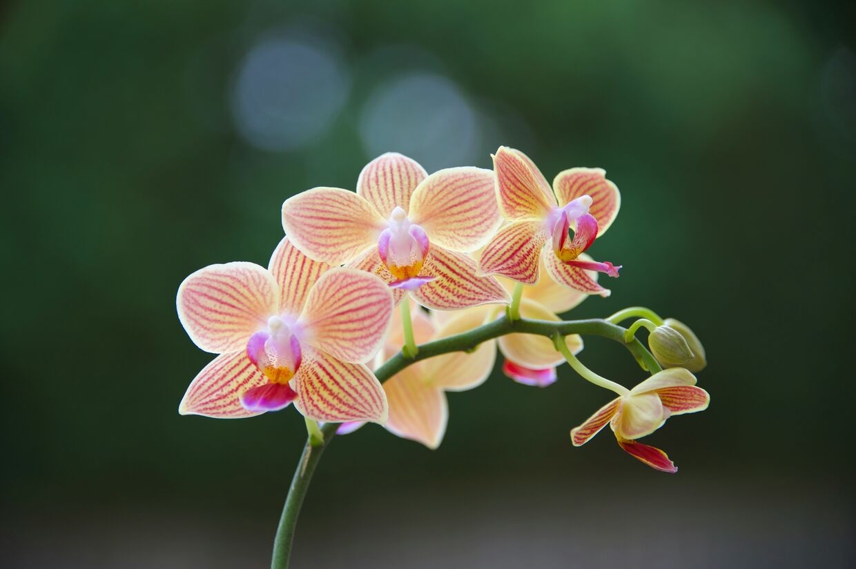 rae-galatas-EVvzhwW2M9k-unsplash_1_optimized_300
