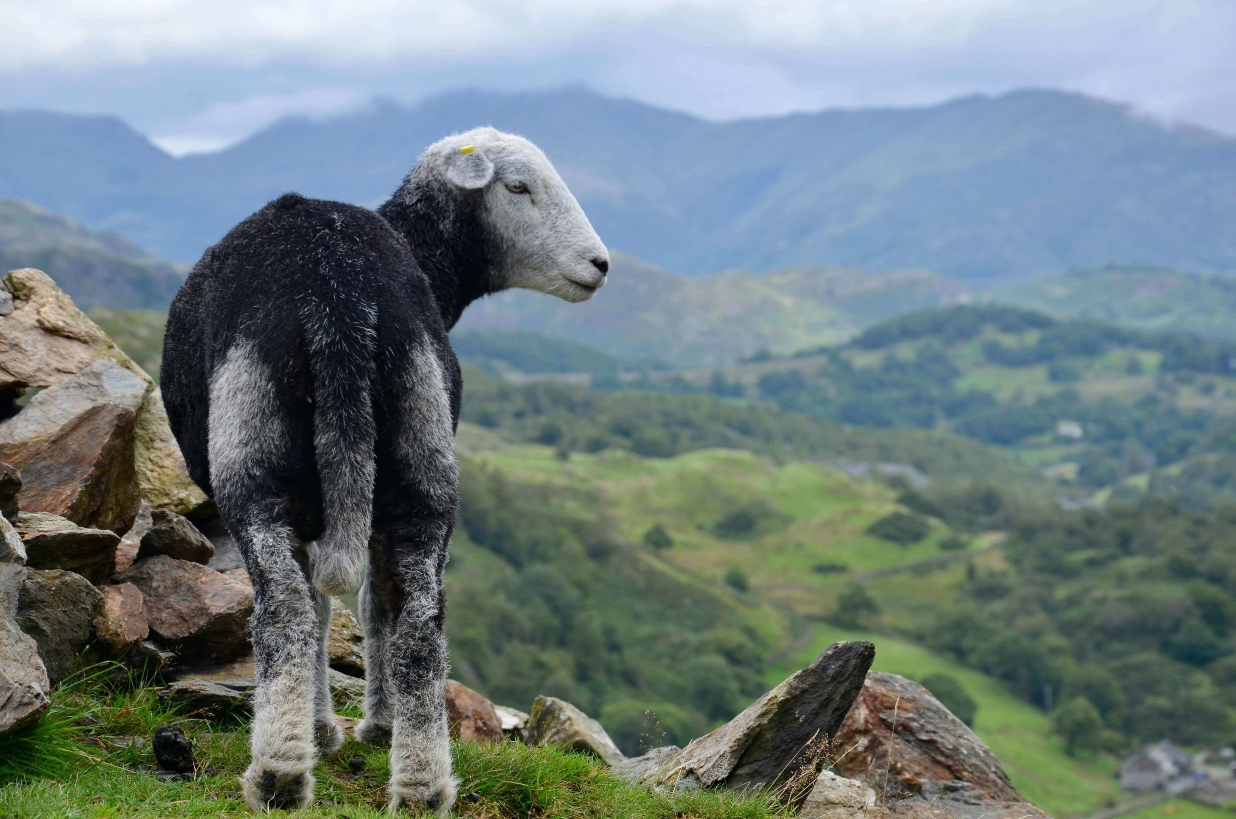 sheep