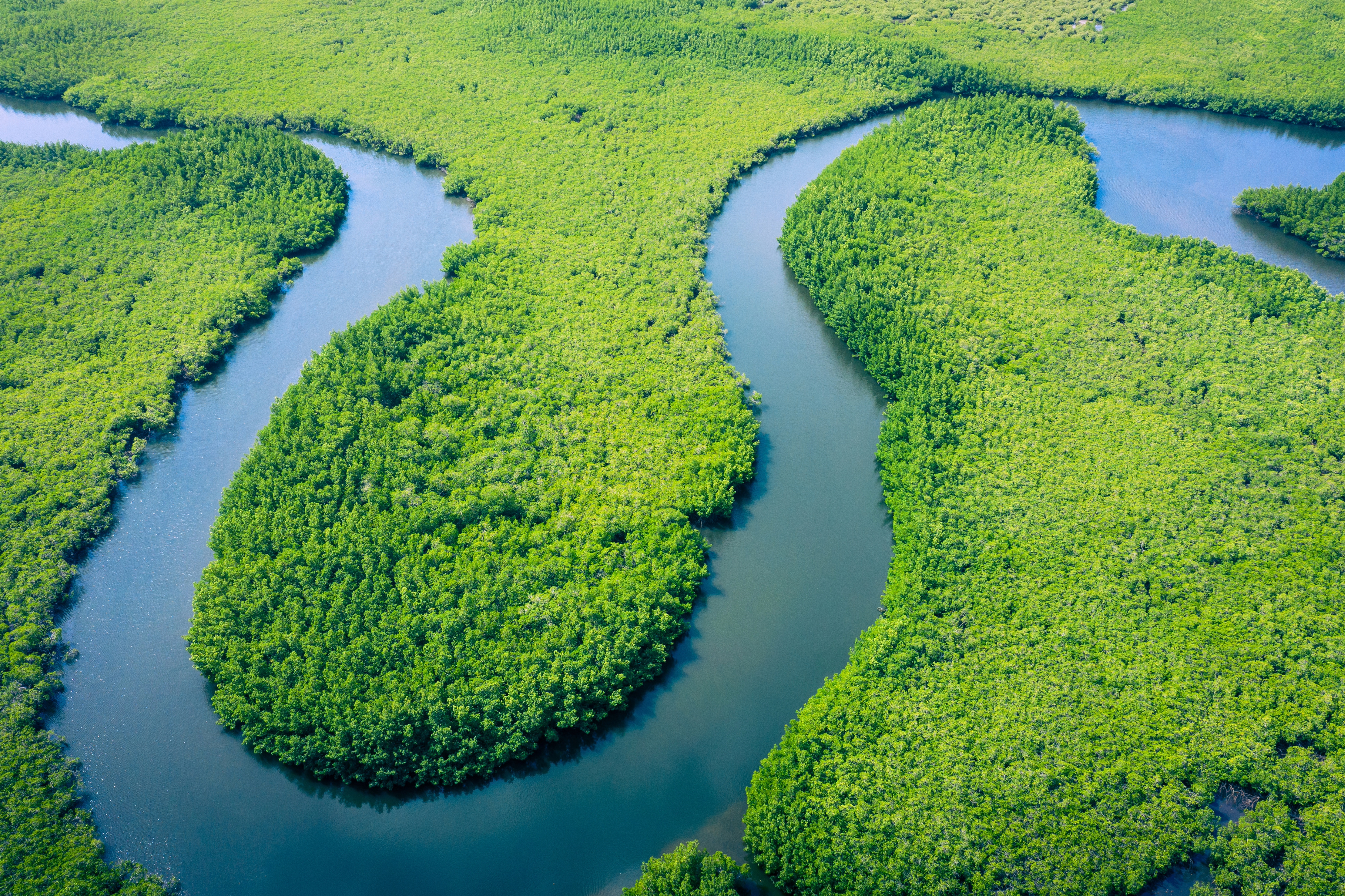 Global River Conservation and Biodiversity Restoration Efforts